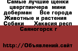 Самые лучшие щенки цвергпинчера (мини доберман) - Все города Животные и растения » Собаки   . Хакасия респ.,Саяногорск г.